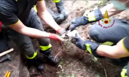 Gattino intrappolato in un tubo… all’Università IL VIDEO DEL SALVATAGGIO
