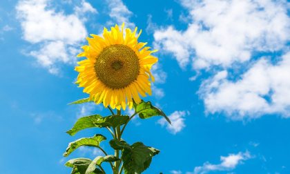 Si rafforza l'alta pressione, più soleggiato e temperature su | Previsioni meteo weekend