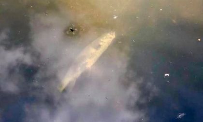 Strage di pesci: ma cosa sta succedendo nel fiume Olona?