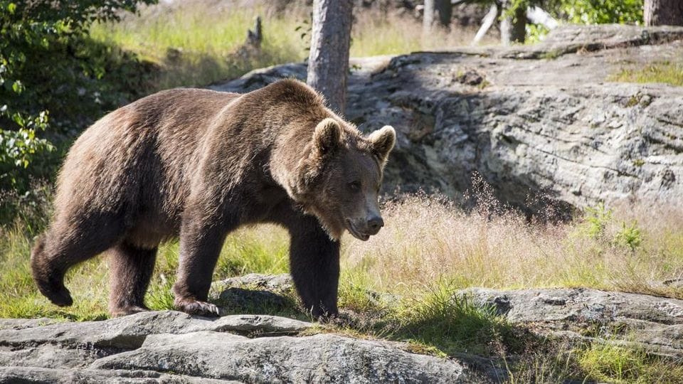 “Papillon” è evaso di nuovo