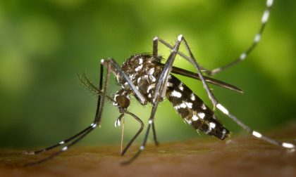 Nel Lodigiano saliti a 10 i casi di virus West Nile, uomo in rianimazione ad Alessandria