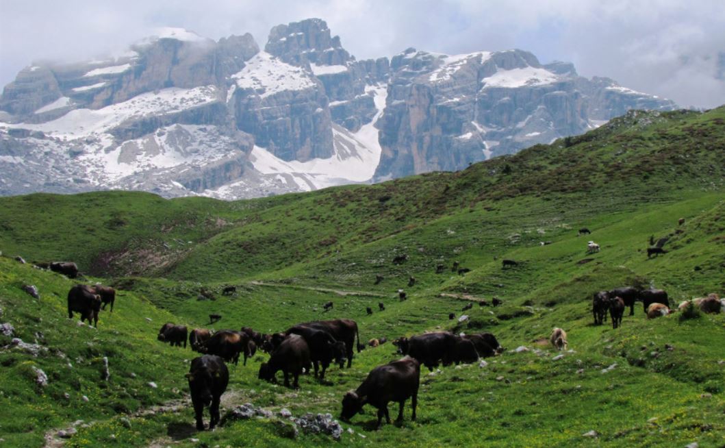 SosAlp migliora la gestione degli alpeggi del Parco Adamello