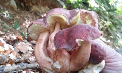 Funghi da record: guarda che porcino!
