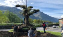 Nuovi alberi, un ulivo secolare, filari di vite e piantine in fiore: il paese si trasforma in un unico grande giardino