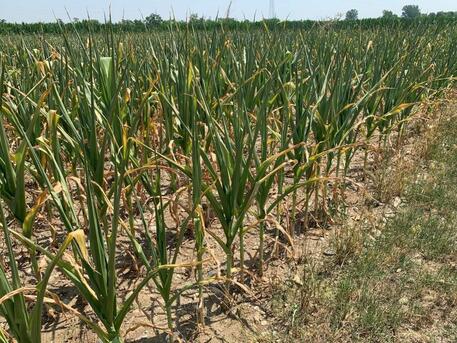 AGRICOLTURA – “Riserve esaurite, mais trinciato un mese prima. Farina pagata ancora 40 centesimi  al kg ma il pane costa… 5 euro”