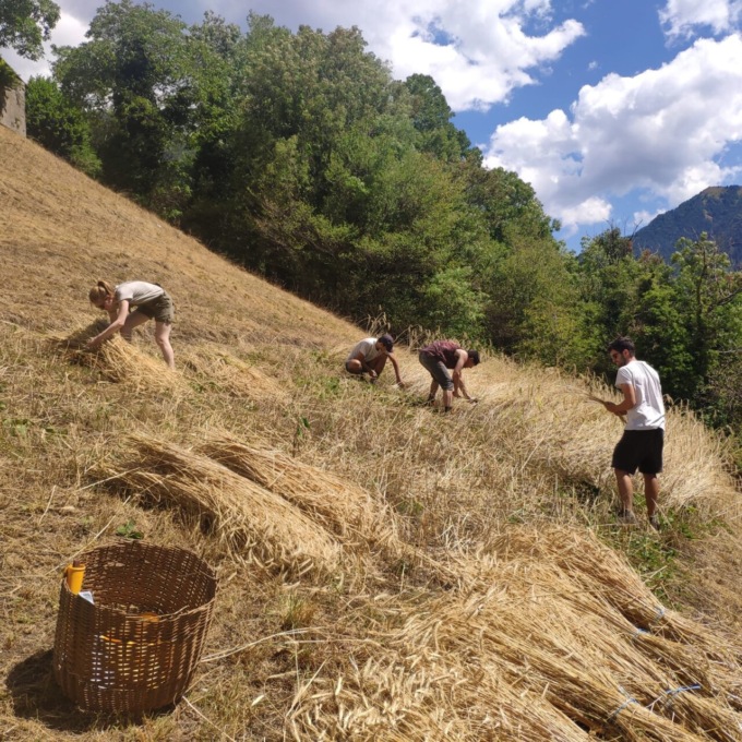 EDOLO – VAL SERIANA – Da Edolo all’Asta del Serio per seminare grano e segale. Giovani studenti dell’università nel mondo della natura