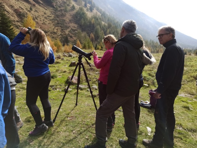 Ultimo appuntamento della stagione, questo fine settimana,  per ascoltare in Val di Viso il bramito dei cervi in amore
