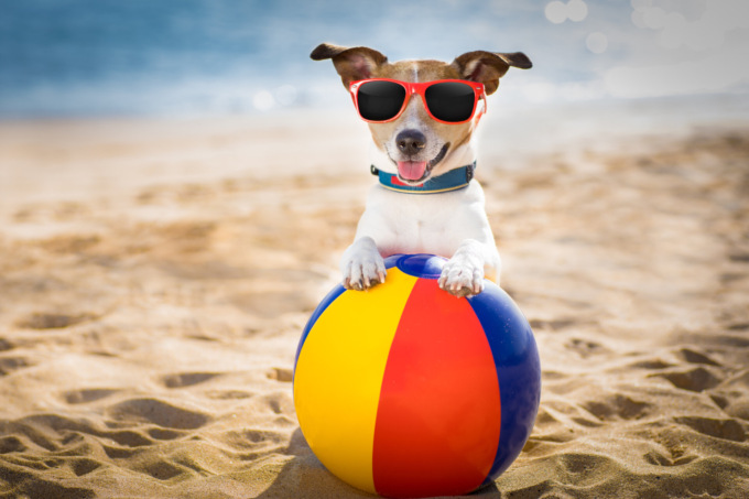 Simpatiche Zampette in vacanza: mandateci una bella foto ricordo