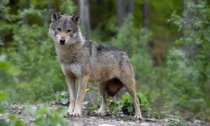 10 mila firme per dire basta alla “venerazione ideologica del lupo”