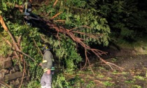 Allagamenti e alberi caduti in strada: gli interventi dei vigili del fuoco