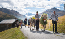 A Livigno si celebrano le tradizioni: ecco l'Alpenfest, due giorni di festa della transumanza