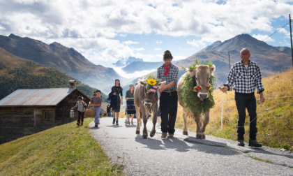 A Livigno si celebrano le tradizioni: ecco l'Alpenfest, due giorni di festa della transumanza