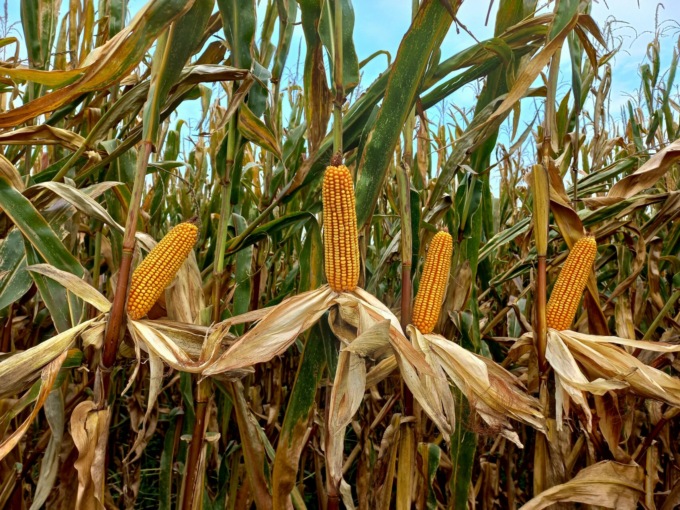 Il 2023 dei campi bresciani: mais sano ma il maltempo ha portato cali produttivi