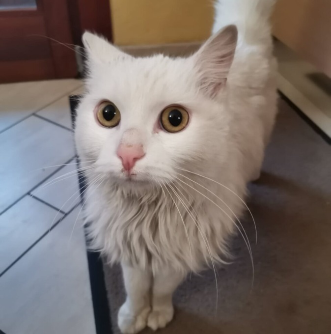 Teo, il gatto scomparso l’11 aprile 2023 e ritrovato esattamente un anno dopo