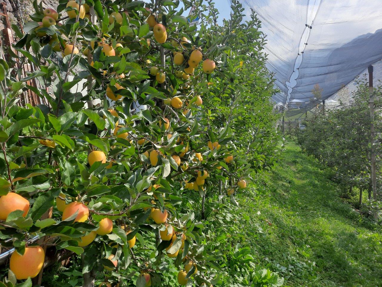 Campo Scuola Arcobaleno delle Mele mela moio 2022 (2)