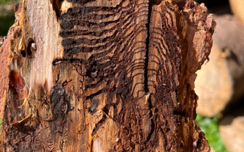 Enrico Dellanoce: “Il frantoio comprensoriale sorgerà a Esine. Dopo la tempesta Vaia abbiamo investito 9 milioni per interventi sul bostrico”