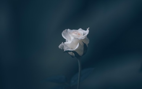 Darfo piange il piccolo Tommaso, aveva 22 mesi. Domani l’ultimo saluto