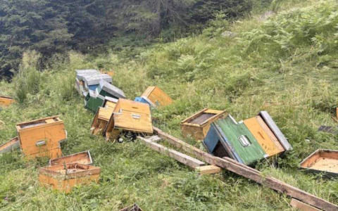 L’orso devasta un apiario a Malga Lincino, l’apicoltore: “14 famiglie su 20 andate perse. Porto qui le mie api da 25 anni, non era mai successa una cosa simile”