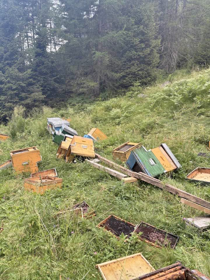 L’orso devasta un apiario a Malga Lincino, l’apicoltore: “14 famiglie su 20 andate perse. Porto qui le mie api  da 25 anni, non era mai successa una cosa simile”